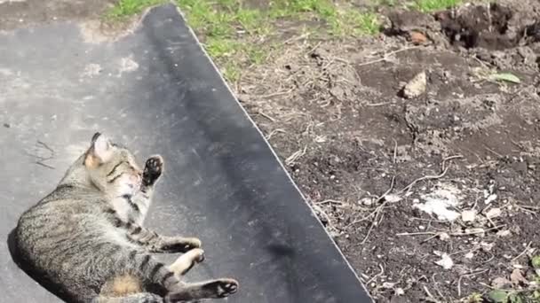 Conflit de chat domestique et approche du combat. Deux chats se battent .