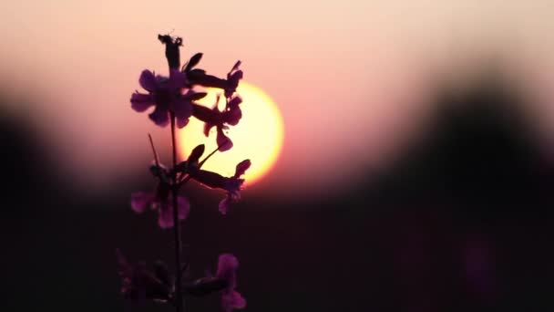 Bela vista da grama selvagem e flores no pôr do sol. Lindas flores balançam no vento ao sol . — Vídeo de Stock