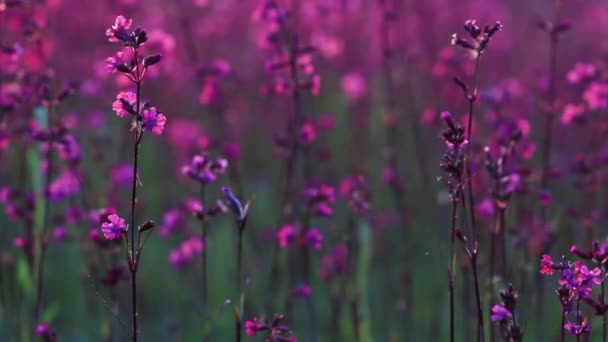 Piękny widok dzikiej trawy i kwiatów w zachód słońca. Piękne kwiaty kołyszą się na wietrze w słońcu. — Wideo stockowe