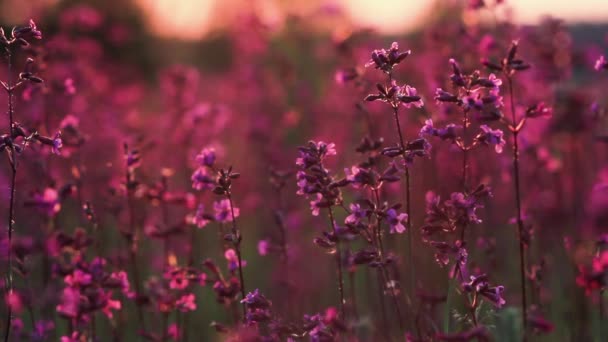 Bela vista da grama selvagem e flores no pôr do sol. Lindas flores balançam no vento ao sol . — Vídeo de Stock