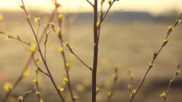 Unga gröna björklöv vid soluppgången i solen. Vårens bakgrund — Stockvideo