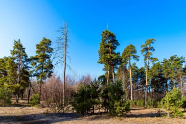Rusya 'da ilkbahar çam ormanı. Manzara Görünümü