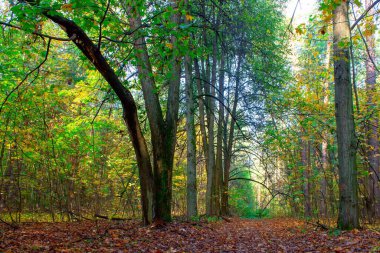 Güneşli bir günde sonbahar ormanı. Parkta sonbahar
