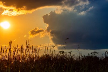 Akşam gün batımında çimenler. Yaz manzarası
