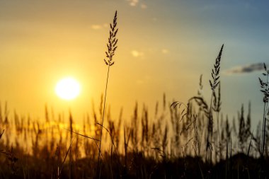 Akşam gün batımında çimenler. Yaz manzarası