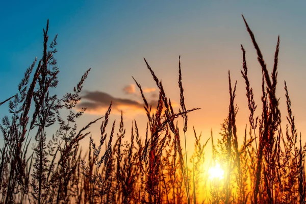 Grass Sunset Evening Summer Landscape — Stock Photo, Image