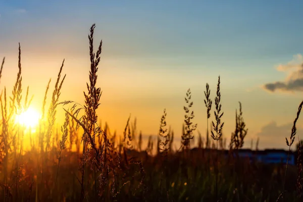 Grass Sunset Evening Summer Landscape — Stock Photo, Image