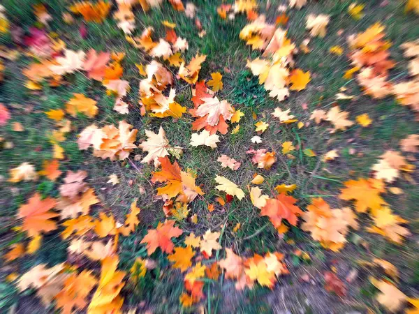 Jaune Orange Rouge Feuilles Automne Septembre Sur Sol Dans Beau — Photo