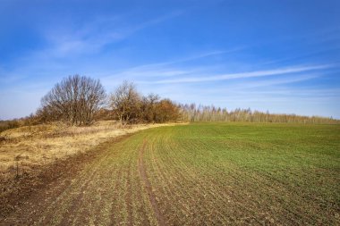 Güneşli bir günde buğday tohumu filizleri. Genç yeşil lahanalar. Bereketli tarım arazisi. Tahıl filizlerinin simetrik çizgileri. Genç buğday tarlası, arpa, çavdar