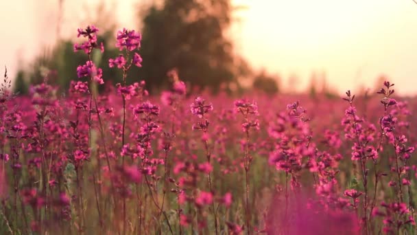 Bela Vista Grama Selvagem Flores Pôr Sol Lindas Flores Balançam — Vídeo de Stock