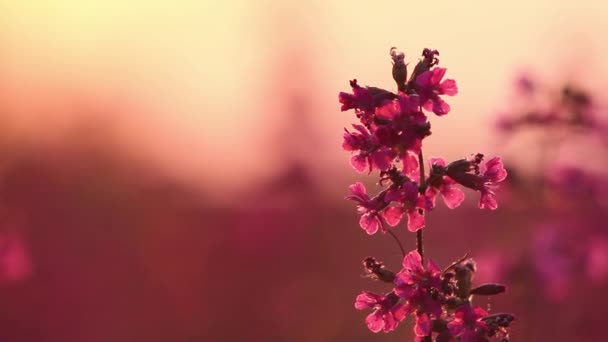 Vacker Utsikt Över Vilda Gräs Och Blommor Solnedgången Vackra Blommor — Stockvideo