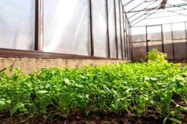Su teresi salatası bir serada yetişir..