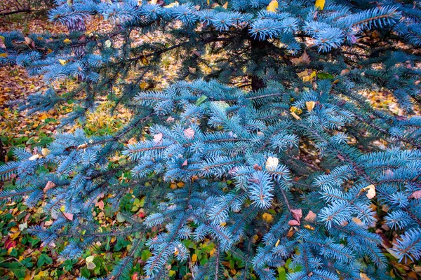 Kék lucfenyő ág őszi levelek hátterében. — Stock Fotó