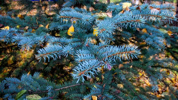 Blauer Fichtenzweig auf einem Hintergrund aus Herbstblättern. — Stockfoto