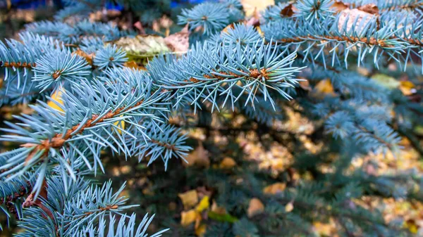 Blå gran gren på en bakgrund av höstlöv. — Stockfoto