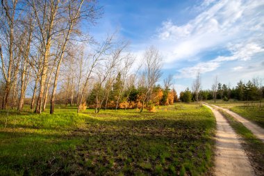 Rusya 'da bahar gündoğumunda güzel orman manzarası.