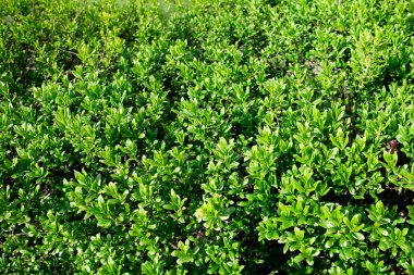 Küçük yeşil yapraklar bahar ve yaz arkaplanı.