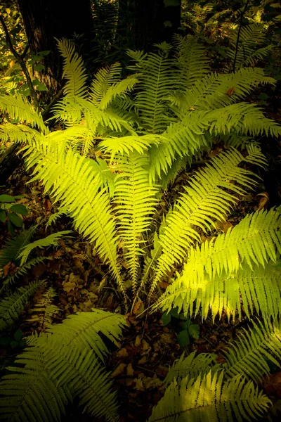 Fresh fern leaves in summer forest. Abstract background. — Stock Photo, Image