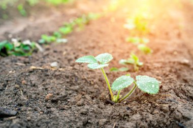 Bahçedeki bir yatakta genç bir çilek yetişiyor.