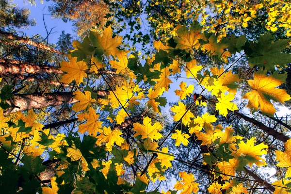 Żółty Klon Liście Jesienią Słoneczny Poranek Tle Błękitnego Nieba — Zdjęcie stockowe