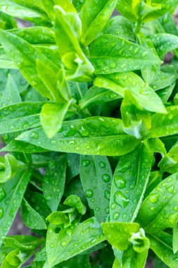 Küçük yeşil yapraklar bahar ve yaz arkaplanı