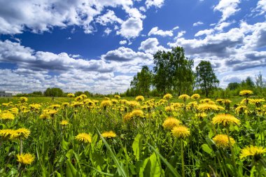İlkbaharda mavi bulutlu gökyüzünün altında sarı karahindiba tepeleri