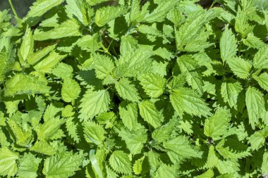 Taze ısırgan otu yaprakları. İlaç fabrikası. Yeşil yapraklar arkaplan