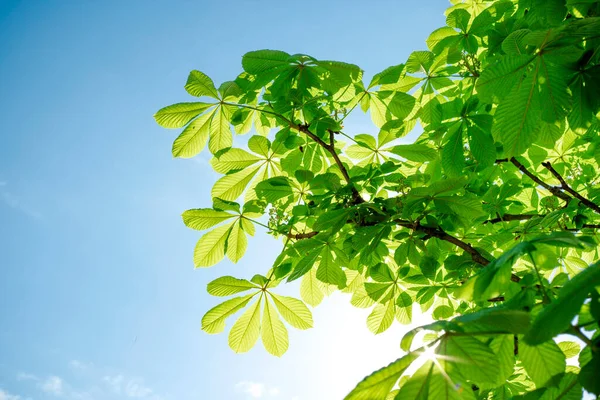 Зеленые Листья Каштана Фоне Голубого Неба Летний Фон — стоковое фото