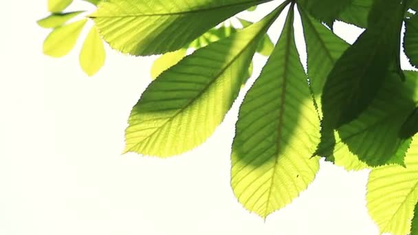 Taze Ilkbaharda Parlayan Yeşil Kestane Yaprakları Rüzgarda Sallanıyor — Stok video