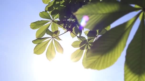 Солнце Светит Свежей Весной Зелеными Листьями Каштана Раскачиваясь Ветру — стоковое видео