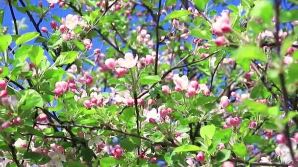 Närbild För Vita Äppelblomknoppar Gren Närbild Blommande Blomma Ppeltrã Blommande — Stockvideo