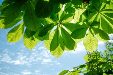 Kestane ağacının yeşil yaprakları mavi gökyüzüne karşı. Yaz arkaplanı