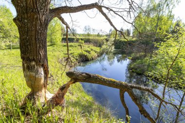 Bir kunduzun dişleri tarafından tahrip edilmiş bir ağaç.