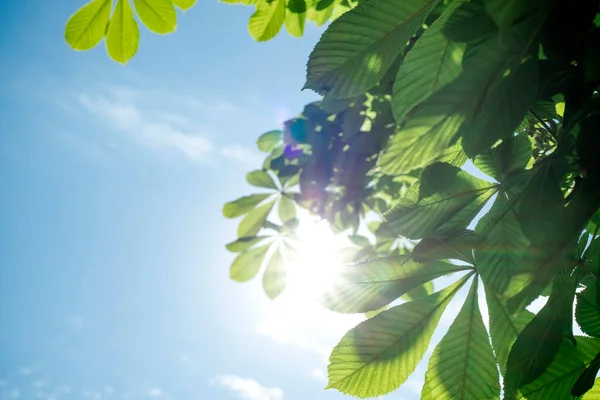 Las Hojas Verdes Del Castaño Contra Cielo Azul Fondo Verano —  Fotos de Stock