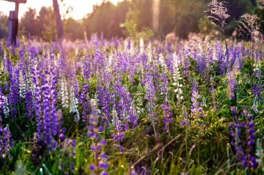 Lupins gün batımında tarlada. Tarlada çiçeklerle yaz günbatımı