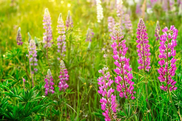 Lupins Campo Atardecer Puesta Sol Verano Con Flores Campo — Foto de Stock