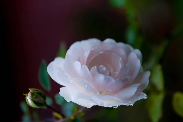 Suave Rosa Blanca Jardín — Foto de Stock