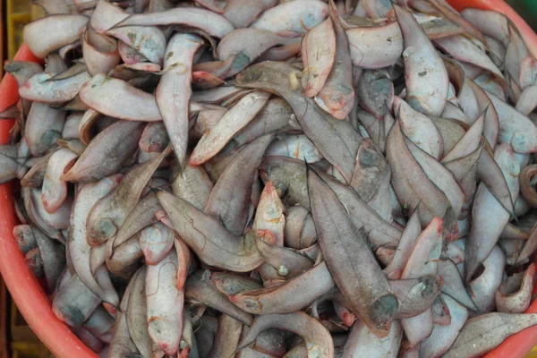 Маленькая Плоская Самая Вкусная Рыба Индийском Океане — стоковое фото