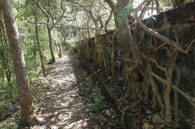 Güçlü ağaçları ile büyümüş bir antik kale duvarına 