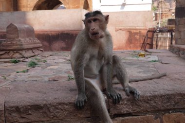 Küçük makak antik Hindu tapınağı merdivenlerinde oturur 