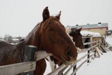 Atları kar kış günü bir çit arkasında 