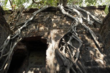 Güçlendirme antik sur duvarları taş döşeme Filiz Ağaç kökleri 
