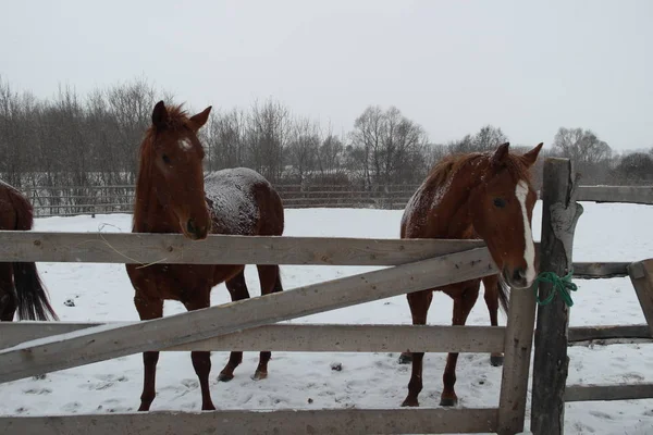 Chevaux Derrière Une Clôture Dans Neige Journée Hiver — Photo