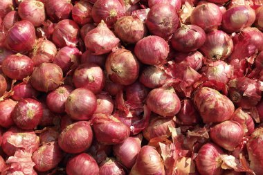 Taze toplanmış hasat bitkisel piyasada kırmızı soğan