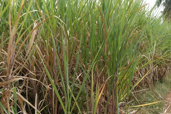 Canna Zucchero Assomiglia Superficialmente Bambù — Foto Stock