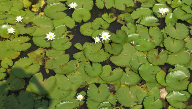 Çiçek açması su bitkileri ile büyüdü gölet 