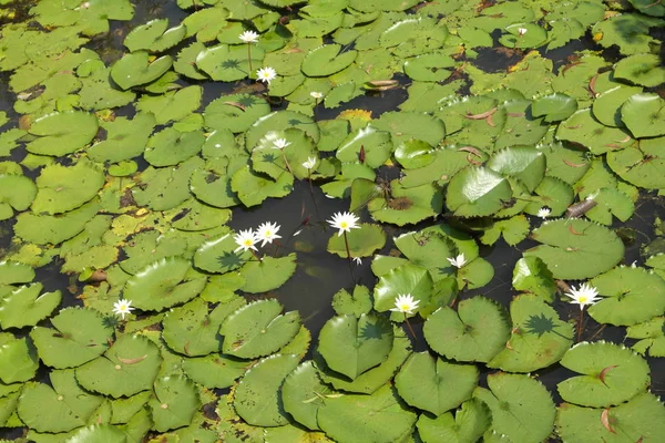 Der Teich Der Mit Den Blühenden Wasserpflanzen Gewachsen Ist — Stockfoto