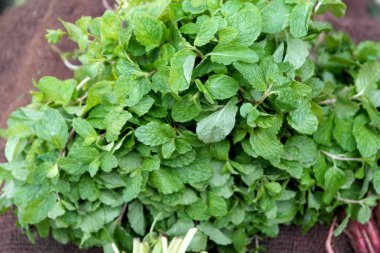 Taze toplanmış zengin hasat bir vitamini baharatlı çim - nane