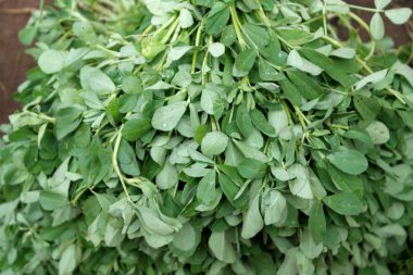 Taze toplanmış zengin hasat ahşap - moringa bırakır