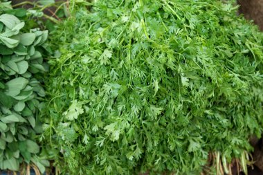 Taze toplanmış zengin hasat vitamini baharatlı çim - rezene